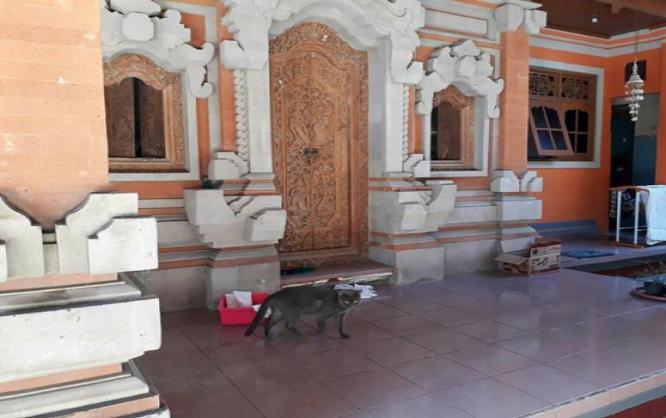 Kontrakan Tengah Kuta - Sunset Road Area Image