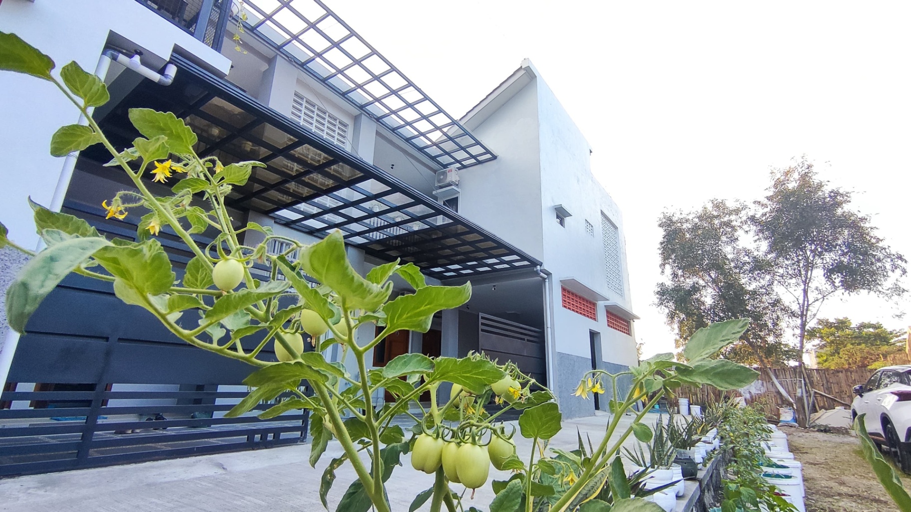 Djuragan Kamar - Sumber OIKOS Image